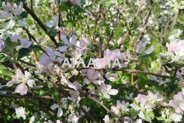 Дом по адресу ул. 7-я линия (площадь 47,5 м²) - Atlanta.ua - фото 13