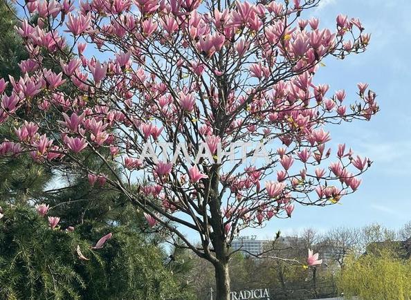 Участок по адресу Аркадиевский пер. (площадь 4 сот) - Atlanta.ua - фото 6