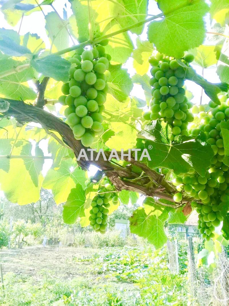 Landplot by the address st. 4 ya liniya (area 6,2 acr) - Atlanta.ua - photo 4