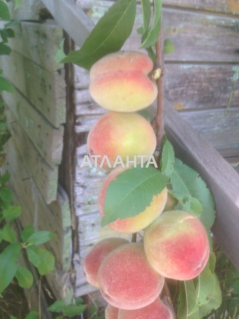 Участок по адресу ул. Зеленая (площадь 5,3 сот) - Atlanta.ua - фото 2