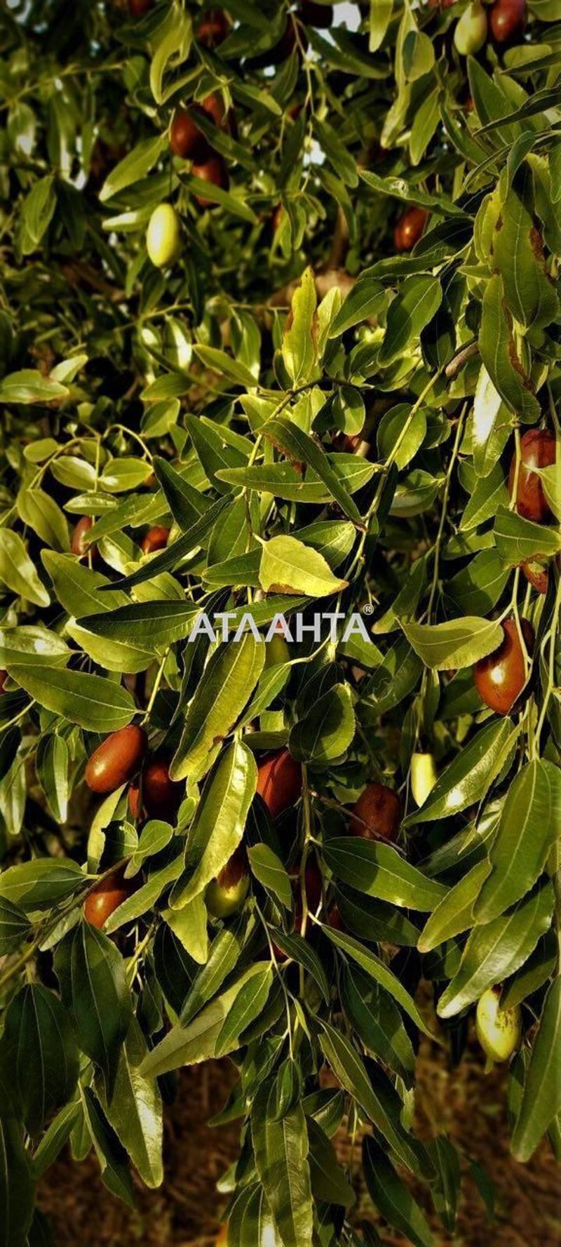 Дом (площадь 210 м²) - Atlanta.ua - фото 10