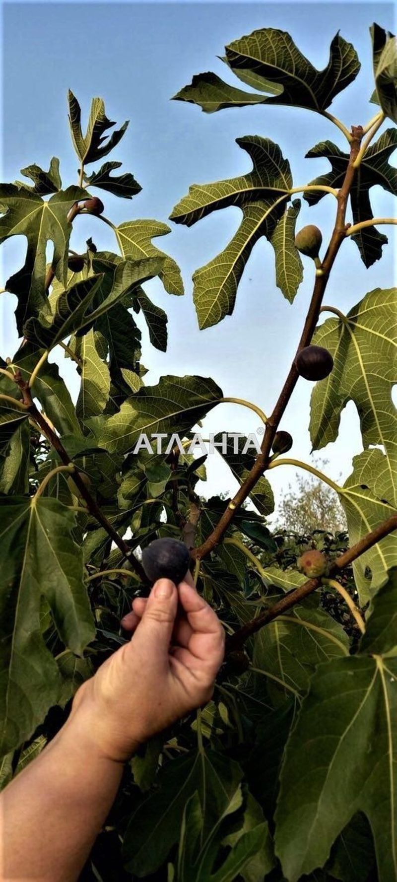 Дом (площадь 210 м²) - Atlanta.ua - фото 11