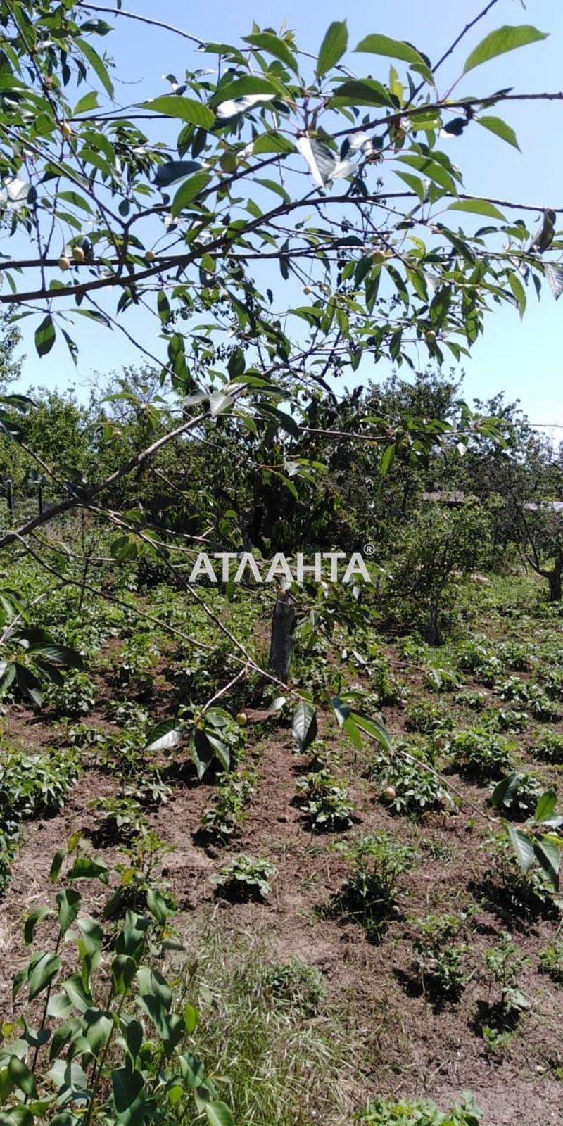 Landplot by the address st. MTS (area 6 acr) - Atlanta.ua - photo 3