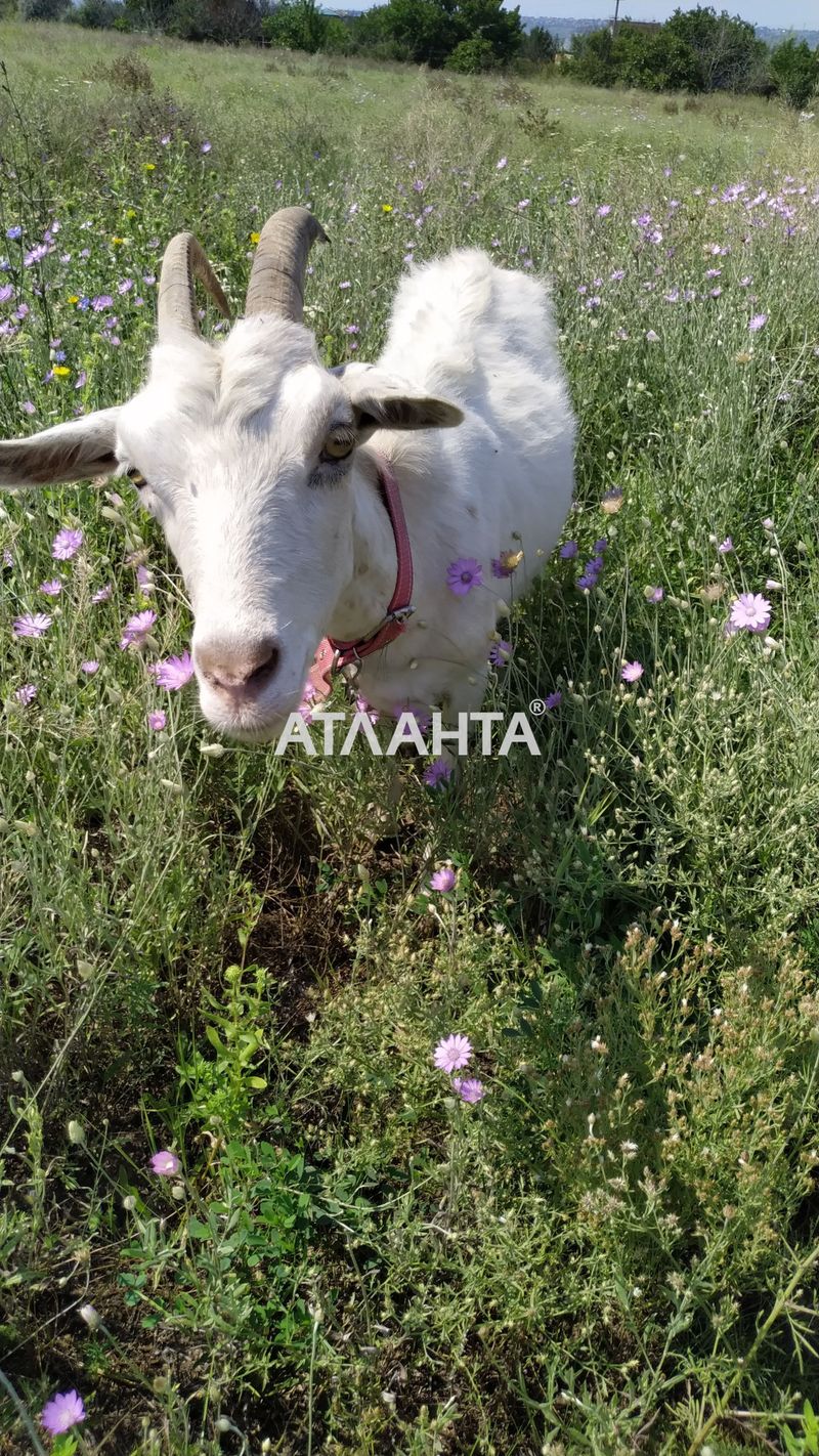 Landplot by the address st. Mitskevicha (area 10 acr) - Atlanta.ua - photo 14